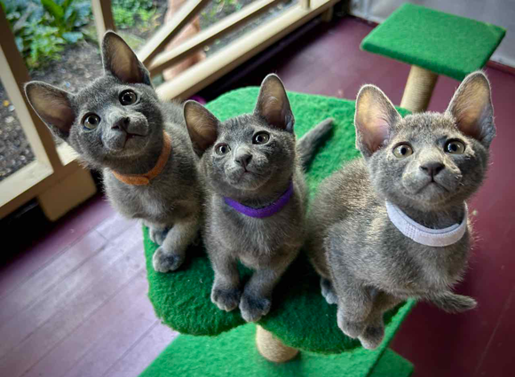 Blossom's kittens at 8 weeks